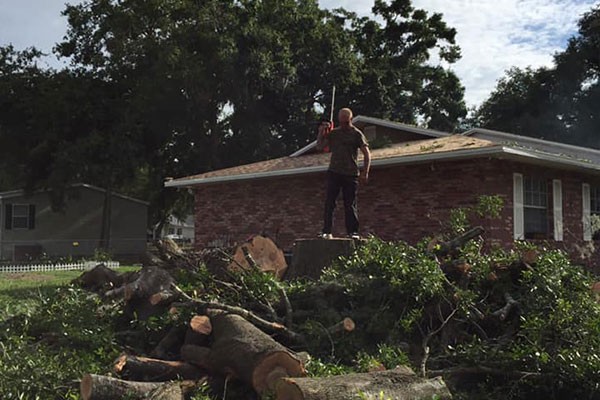 Large Tree Cutting Service Tampa FL